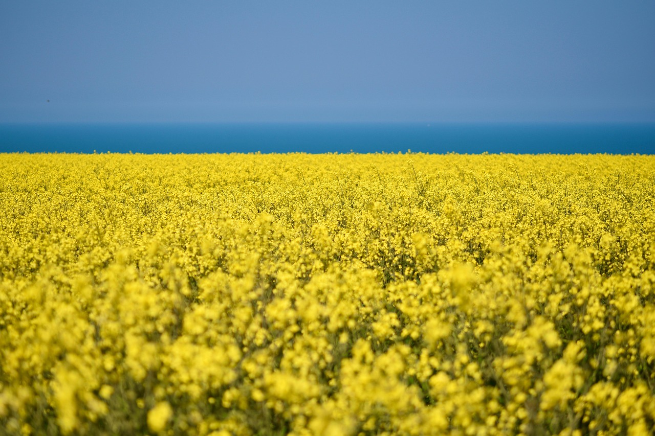 Champ de colza en fleurs sous un grand ciel bleu