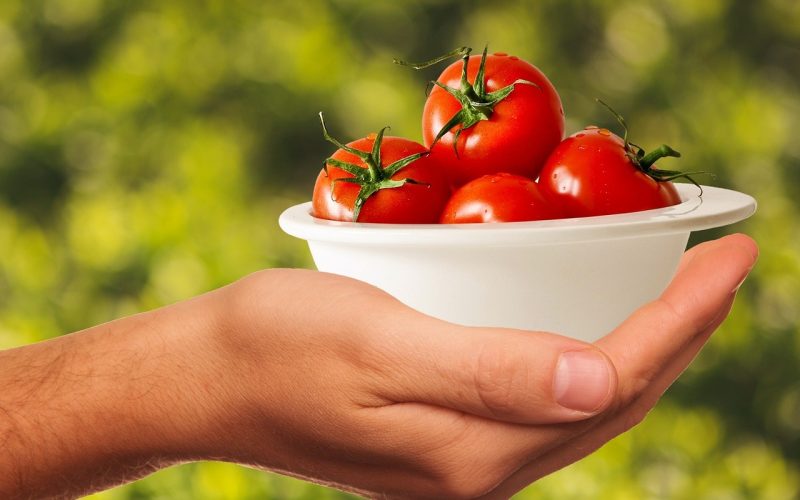 Main qui tient un bol de tomates cerises fraiches au jardin