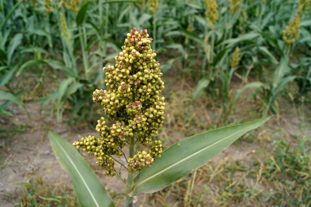 Pourquoi intégrer le millet dans son alimentation quotidienne ?