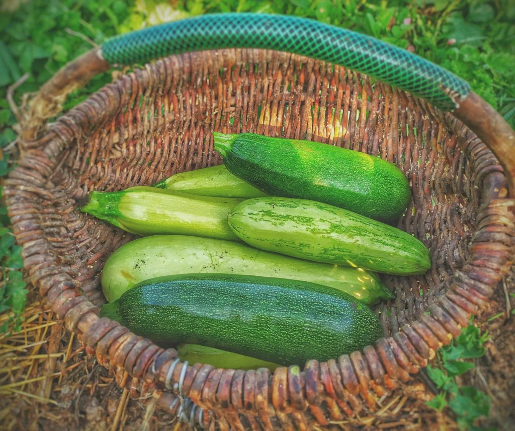 Panier de courgettes fraiches tout juste recoltees