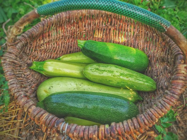 Panier de courgettes fraiches tout juste recoltees