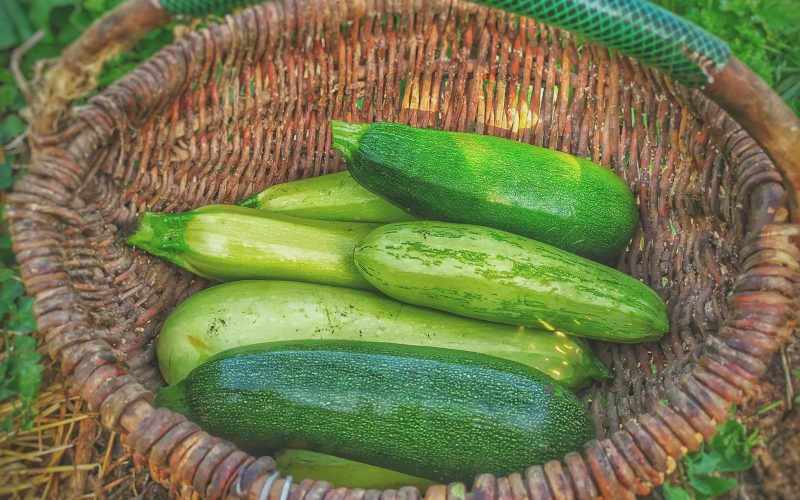 Panier de courgettes fraiches tout juste recoltees