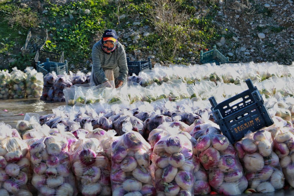 Les légumes de saison à intégrer en famille en septembre