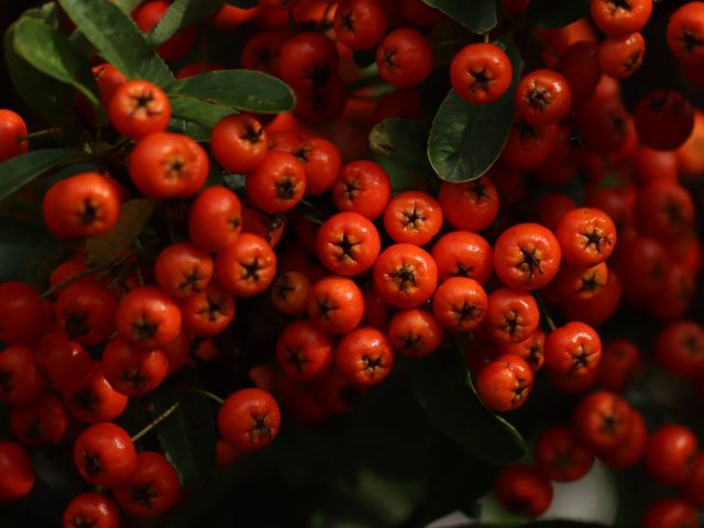 Profitez de l’Automne : Des Recettes Saines pour Renforcer Votre Bien-Être